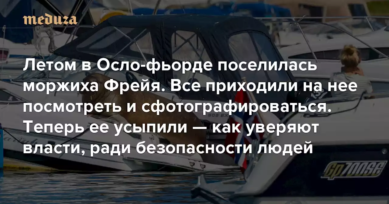 Летом в Осло-фьорде поселилась моржиха Фрейя. Все приходили на нее посмотреть и сфотографироваться Теперь ее усыпили — как уверяют власти, ради безопасности людей — Meduza