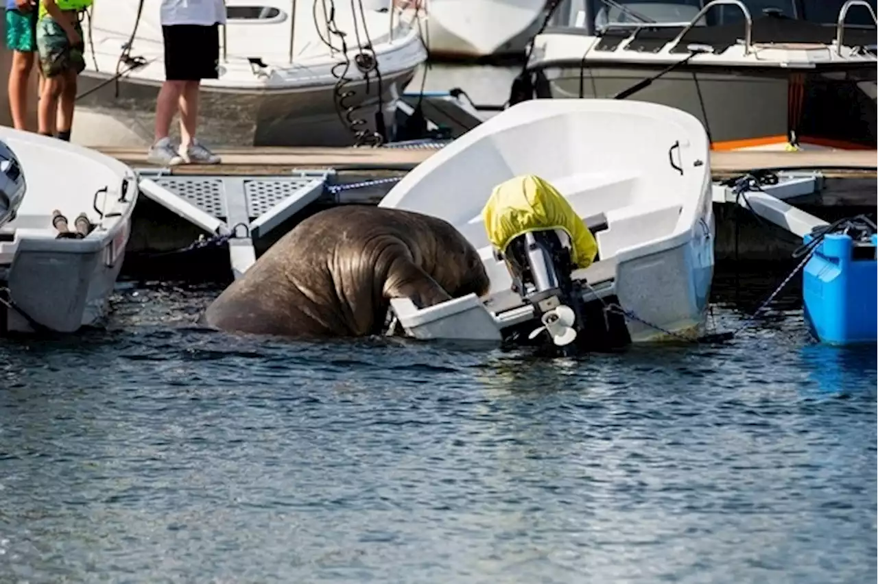 Norway puts down Freya the walrus that drew Oslo crowds