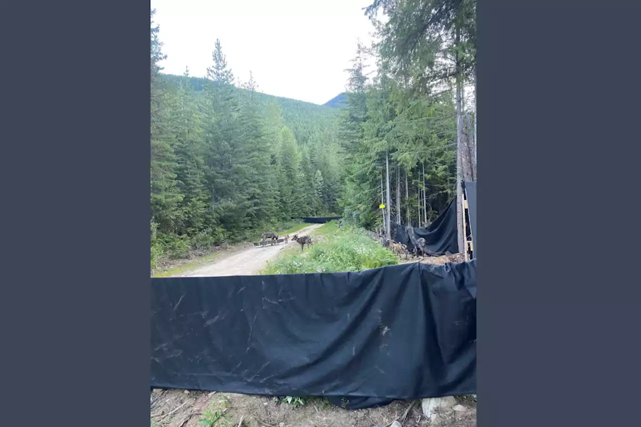 Release goes smoothly, caribou moms and calves back in wild