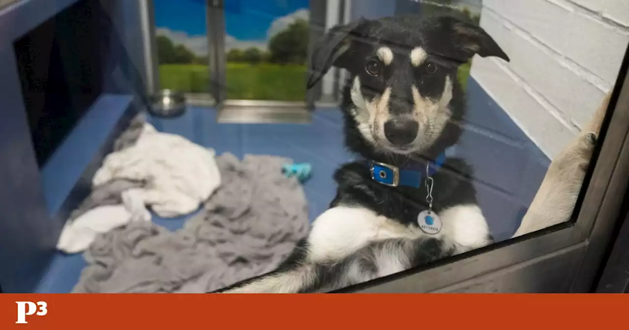 Com a subida dos preços, britânicos com pouco dinheiro abandonam animais de companhia