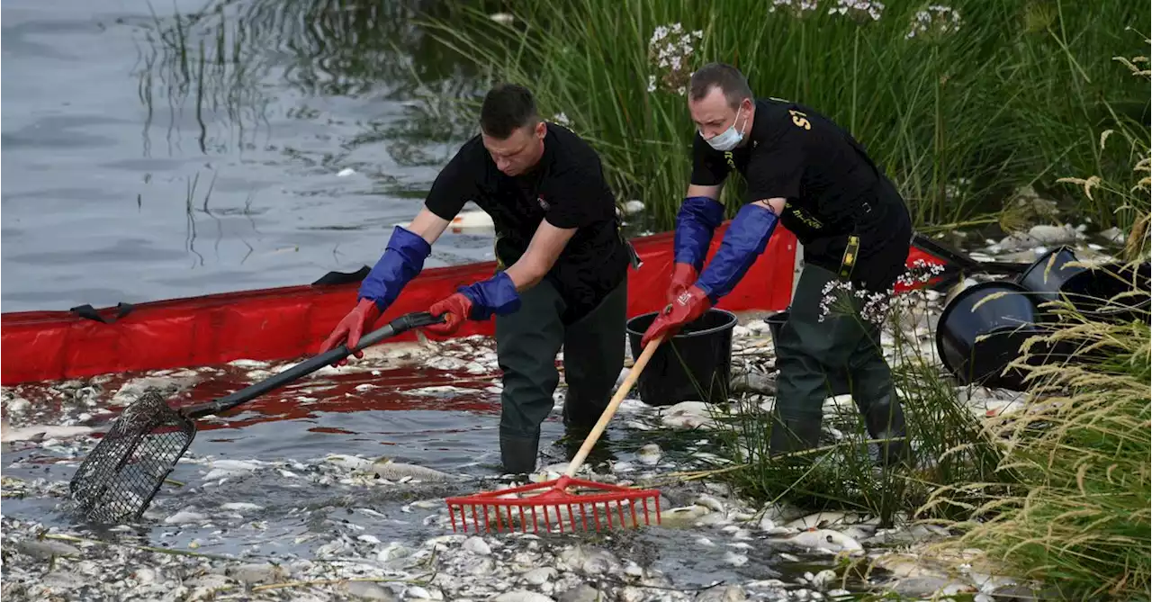 Poland says Oder tests so far not showing poison as cause of fish die-off