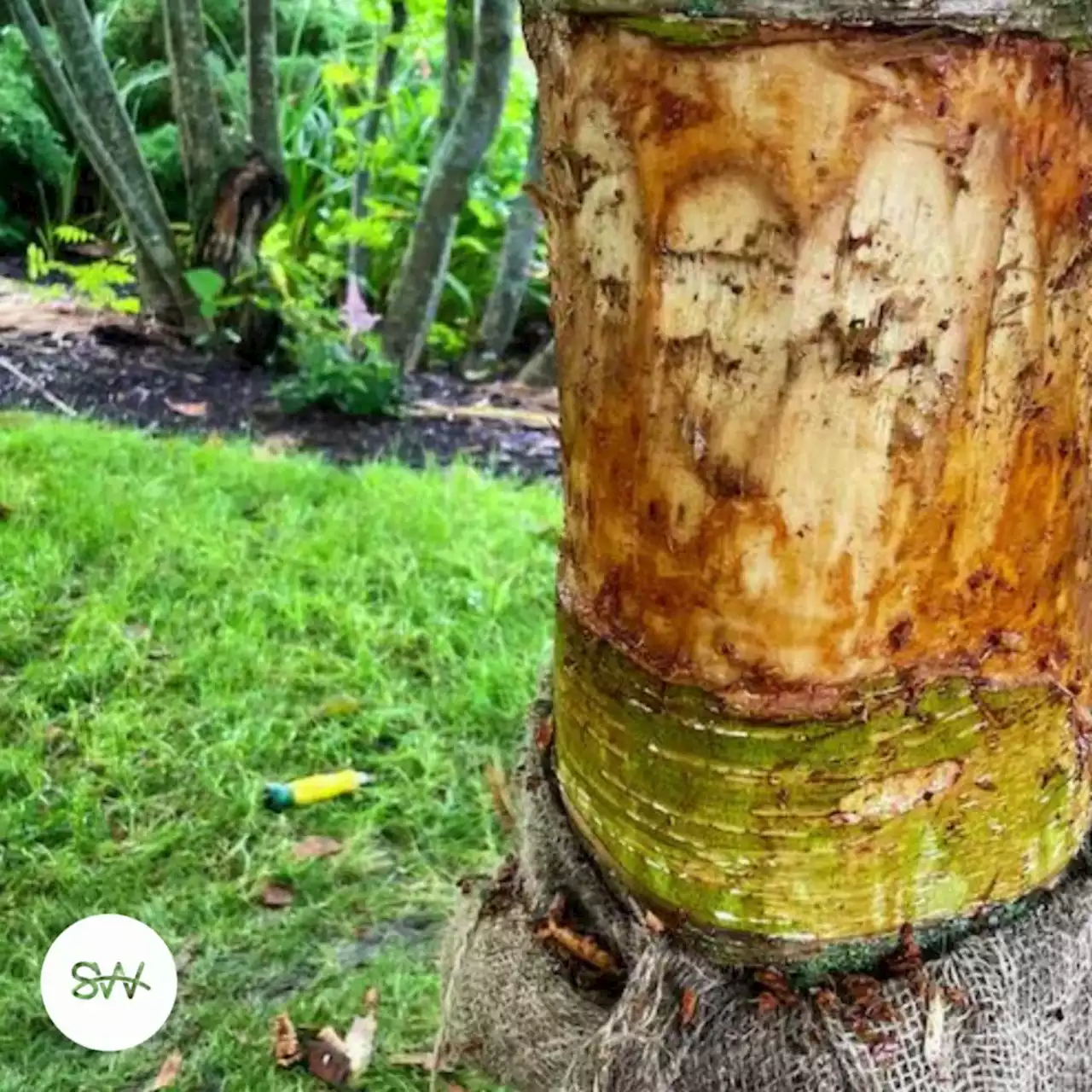 Falmouth, N.S. arborist helping repair vandalized trees at Halifax Public Gardens | SaltWire