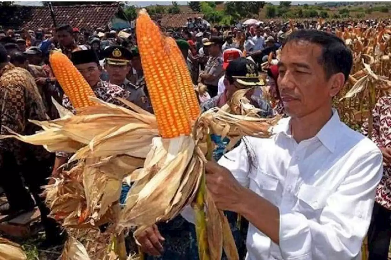 Dapat Penghargaan Surplus Beras, Jokowi Akan Kejar Swasembada Jagung