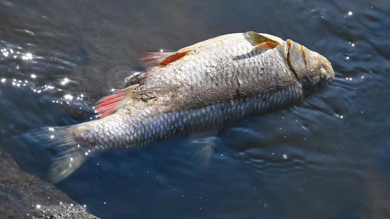 Fischsterben in der Oder: Was bislang bekannt ist