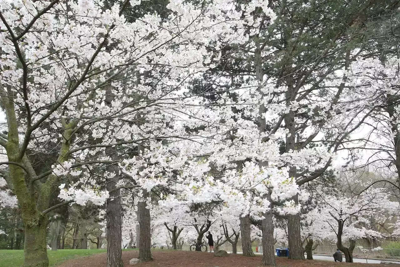 Editorial | Tackling climate change one tree at a time