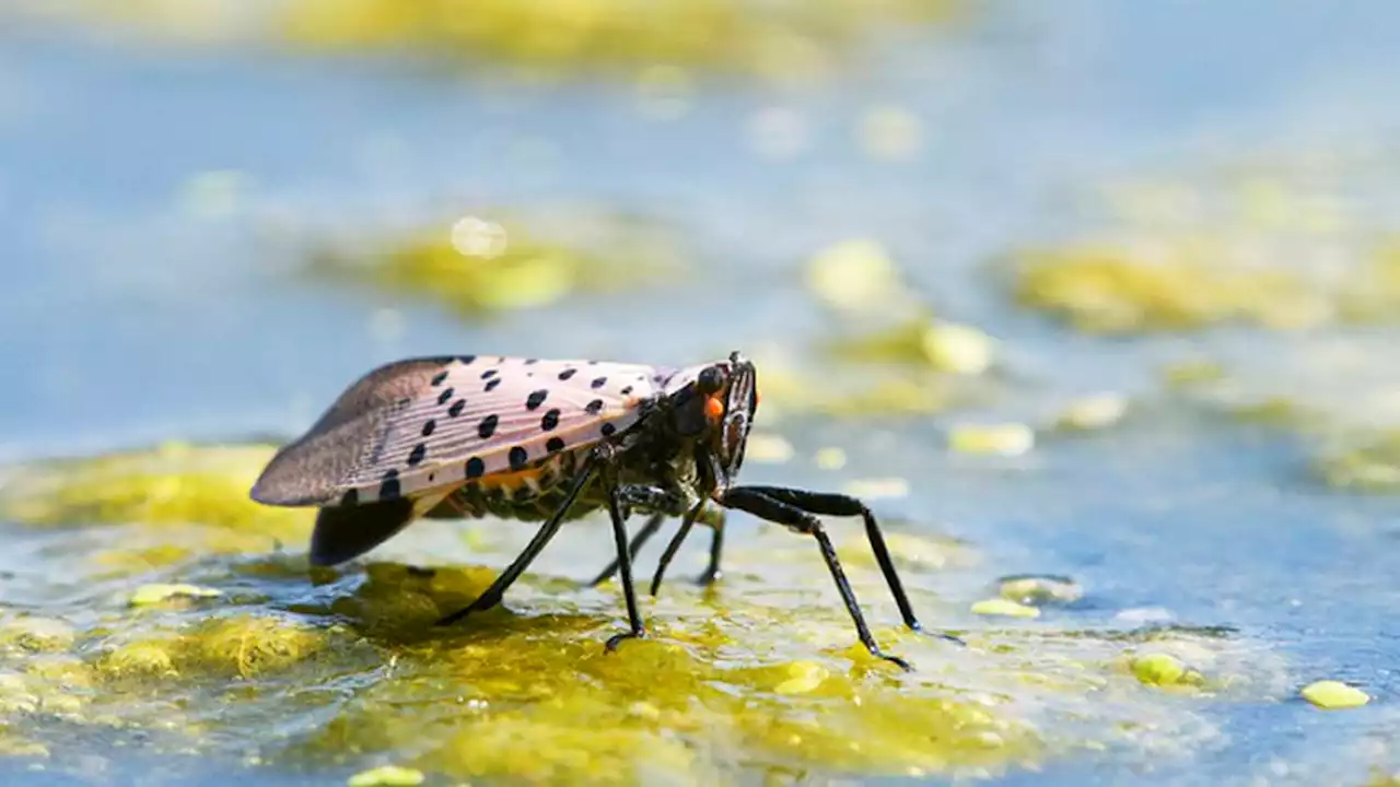 What to know about the spotted lanternfly, the insect experts say to squish