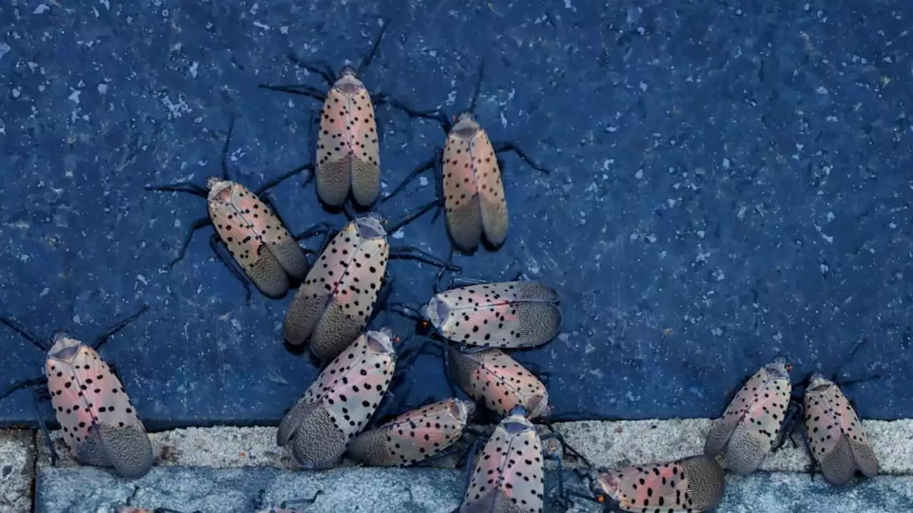 What to know about the spotted lanternfly, the insect experts say to squish