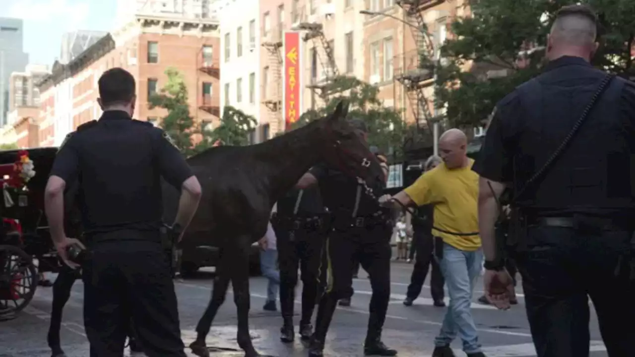 City officials to release new details in carriage horse collapse amid animal cruelty concerns