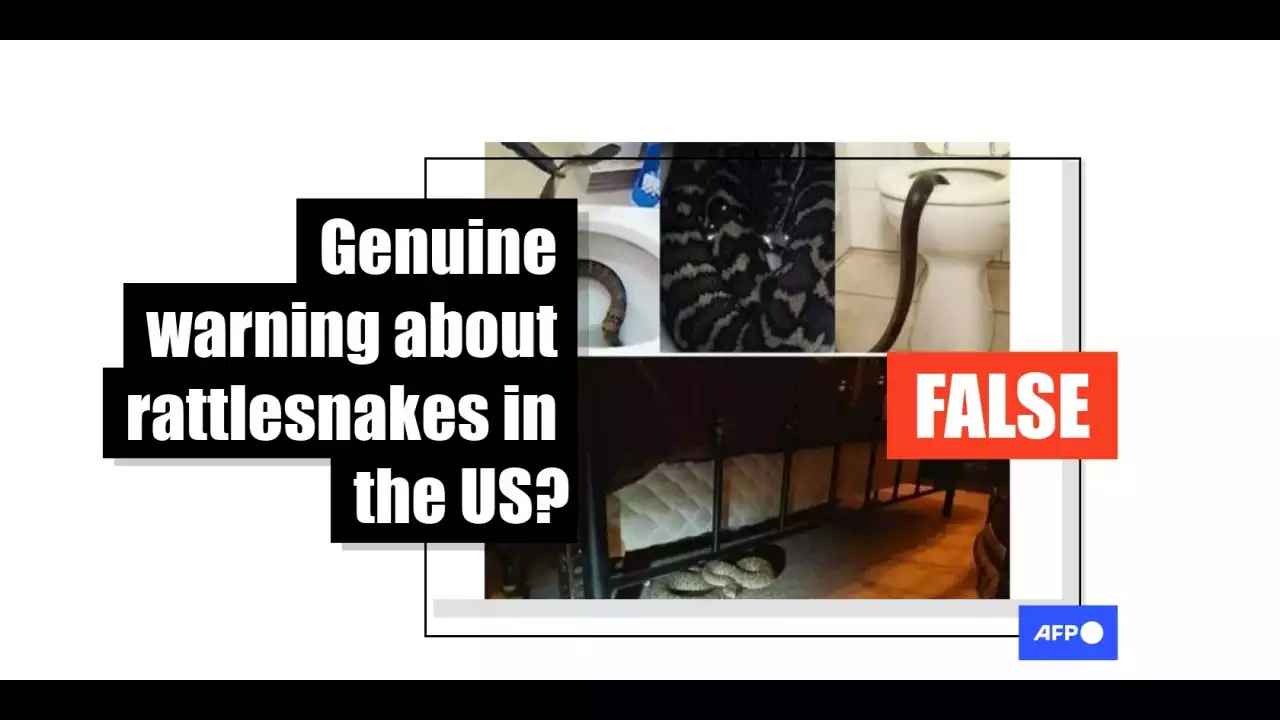 Zimbabwe users spread fake warnings about rattlesnakes in US suburbs