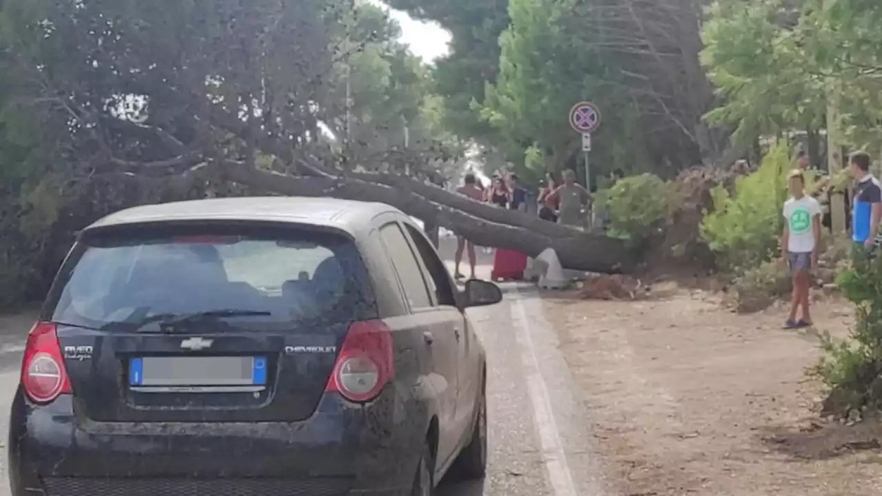 Tromba d'aria in Salento, bagnanti in fuga E alberi sradicati - Cronaca