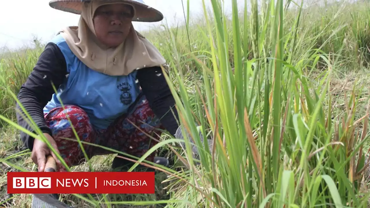 Swasembada pangan: Penghargaan swasembada beras untuk Presiden Jokowi, tanpa sentuh kesejahteraan petani - BBC News Indonesia