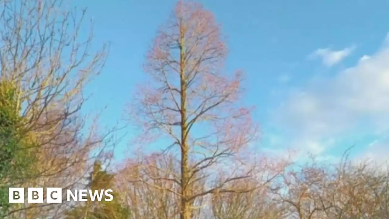 Sheffield council gives 'grandad's tree' protected status