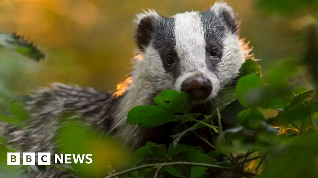 Badger baiting prevention scheme commended