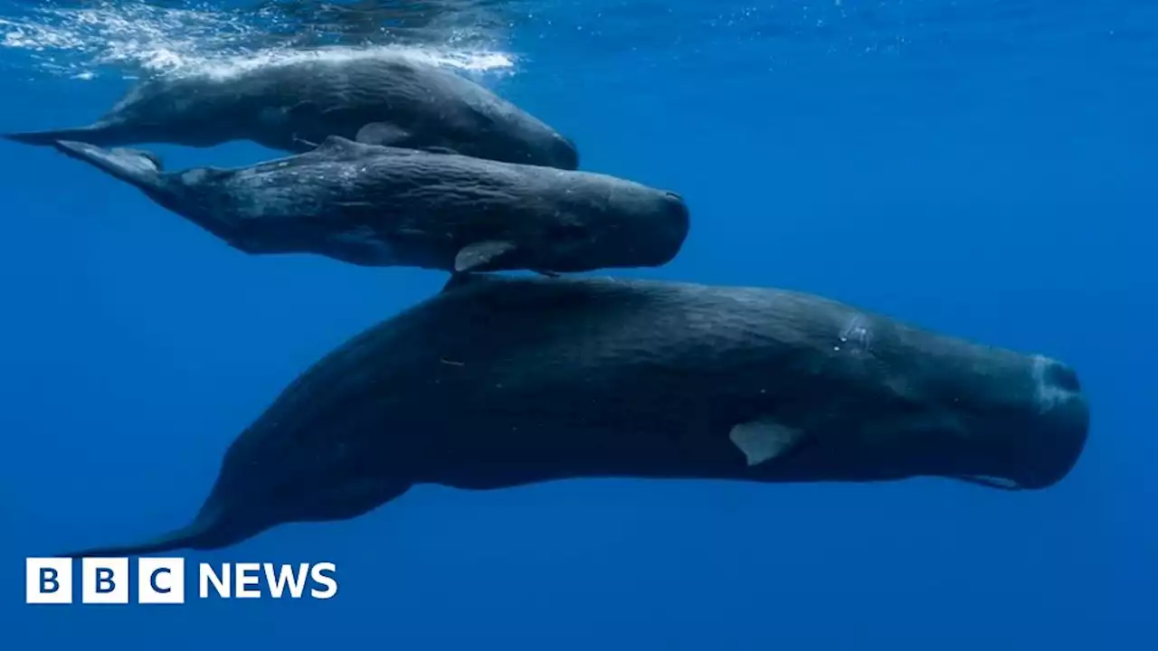 Leaders make fifth attempt to pass UN Oceans Treaty