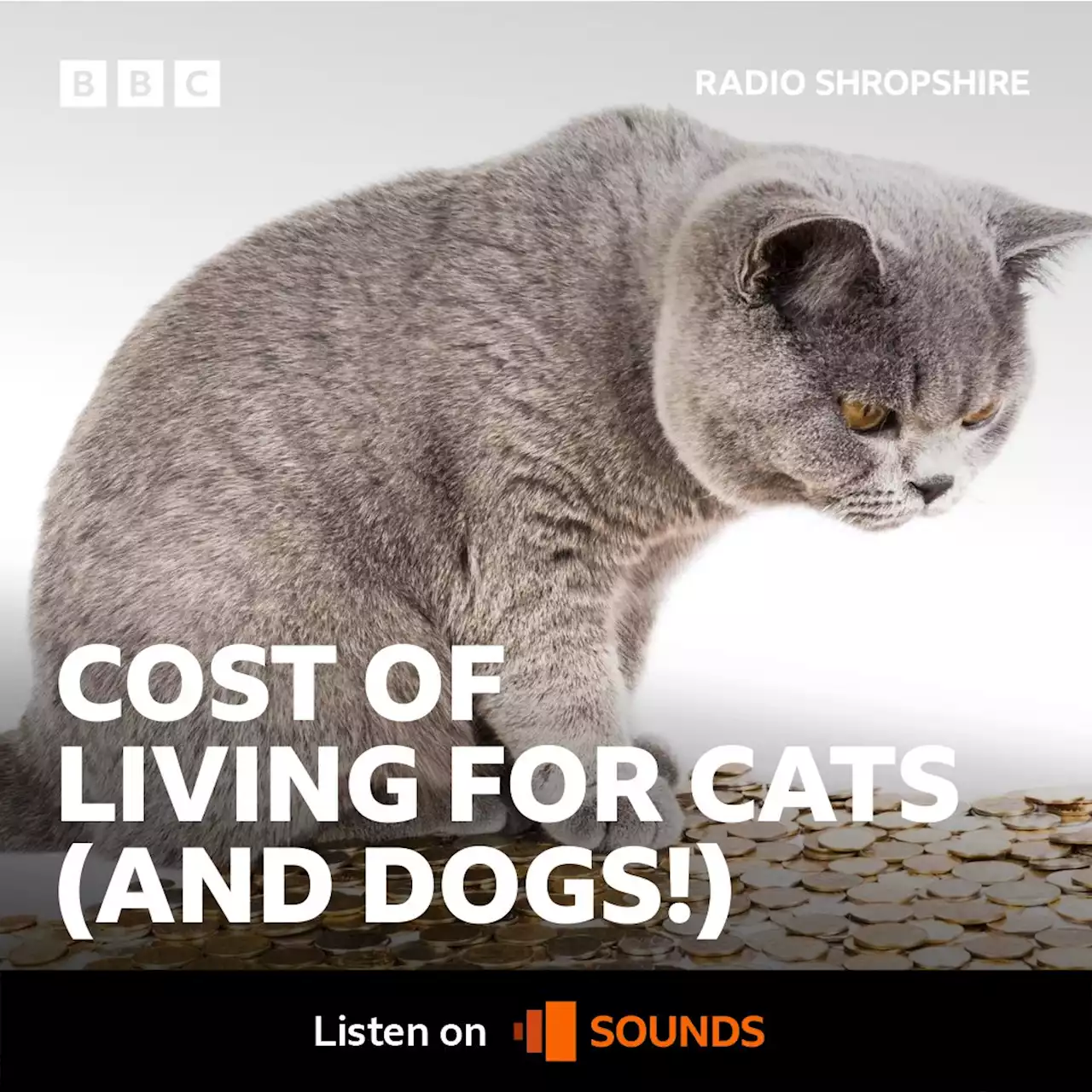 BBC Radio Shropshire - Jim Hawkins, Mark Elliott sits in and looks at the holiday home trade! Renting out your property could be big business. (15/08/2022), Do we risk losing kennels and catteries?