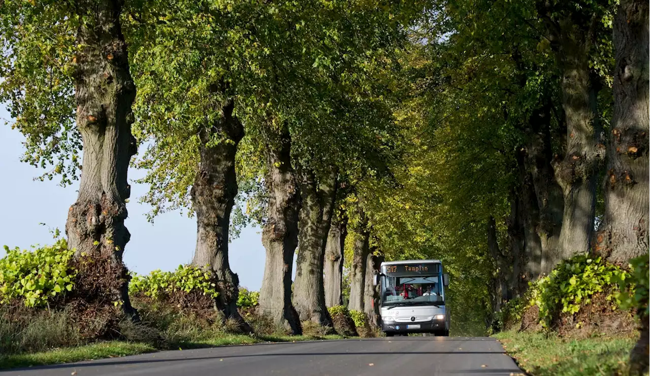 „Das kann sich jeder leisten“: Warum Busfahren in dieser Stadt so günstig ist