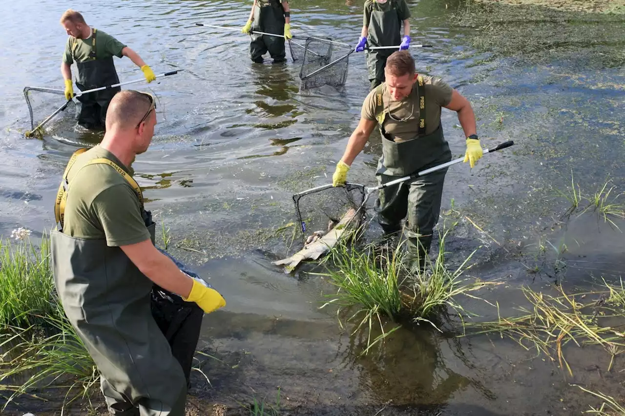 Fischsterben: Angel-Verbände werfen Behörden Inkompetenz vor