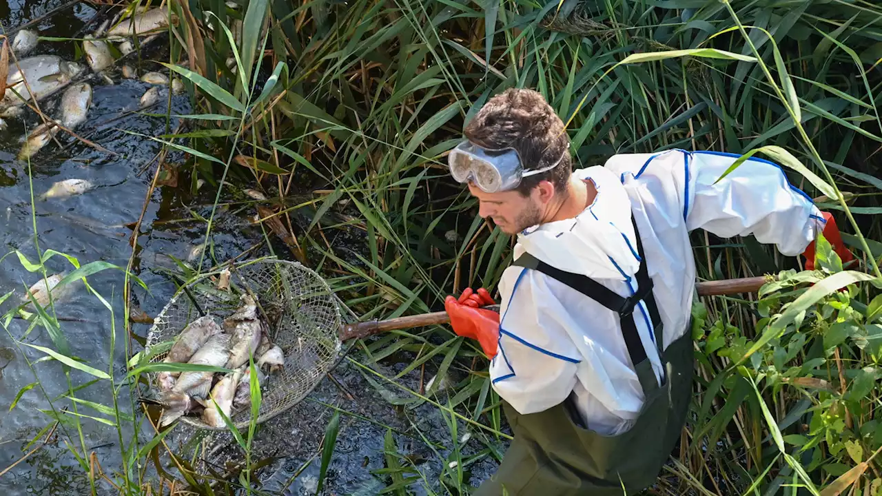 Rätsel um die toten Fische aus der Oder