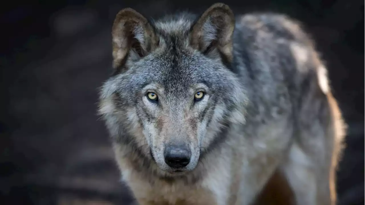 Greater Vancouver Zoo temporarily closed after wolves escape enclosure