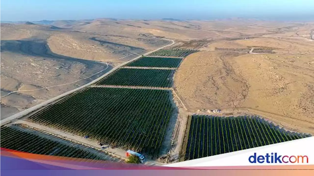 Wow... Teknologi Pertanian Sukses Ubah Gurun Tandus Jadi Kebun Anggur