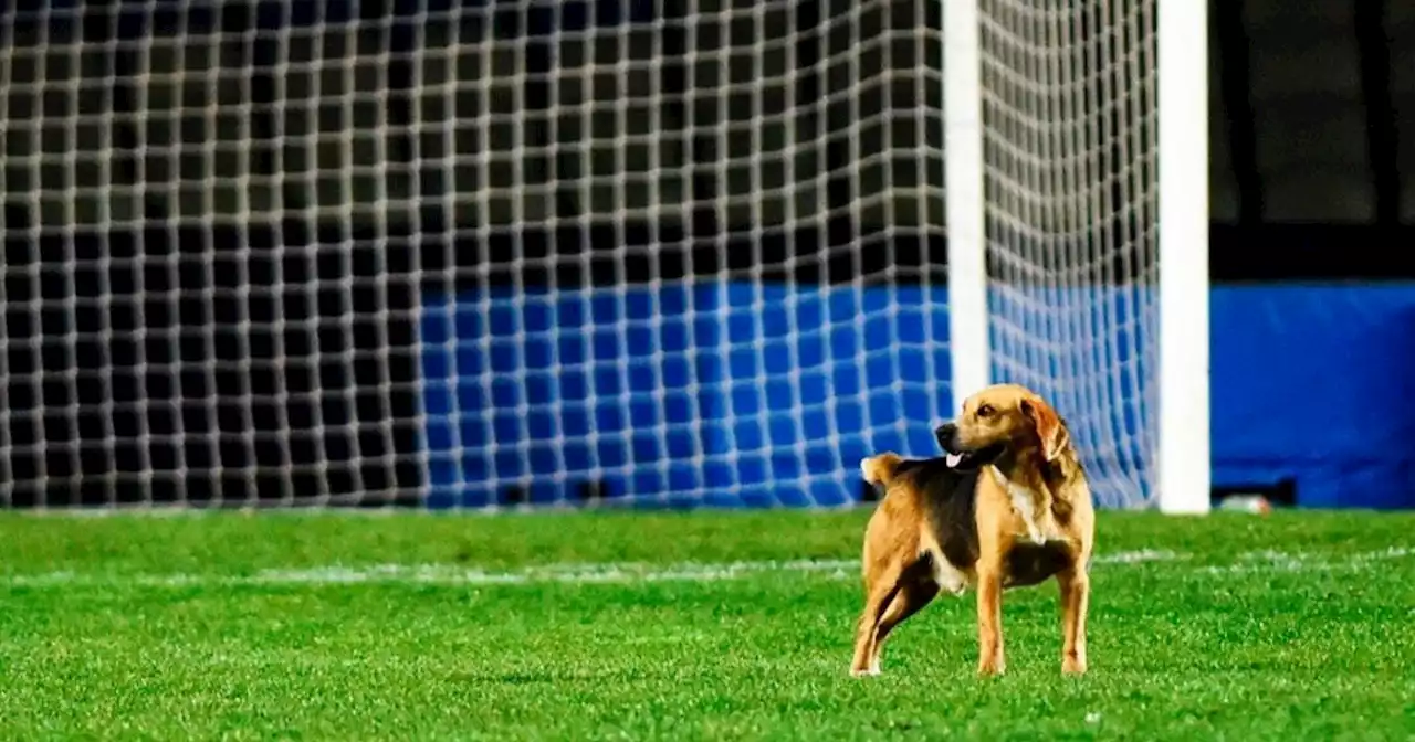 El perro que entró a la cancha y le dejó un regalito al arquero