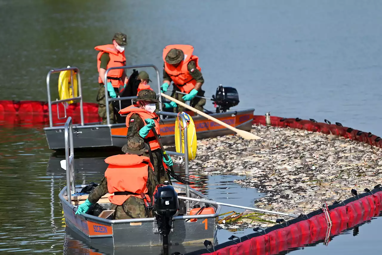 Umweltkatastrophe - Ziemiak (CDU) fordert lückenlose Aufklärung über Ursache des Fischsterbens in der Oder