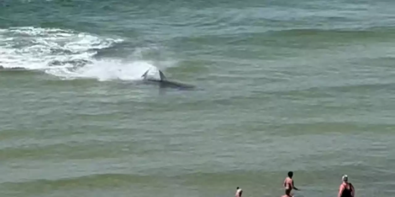 Video shows hammerhead shark chasing stingray near shore in Orange Beach