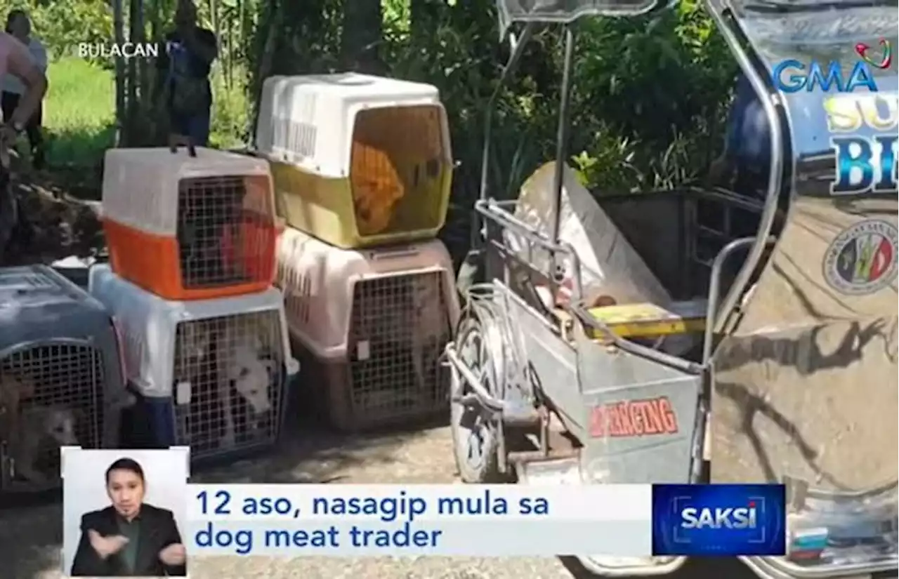 12 dogs rescued, suspected dog meat trader nabbed in Bulacan