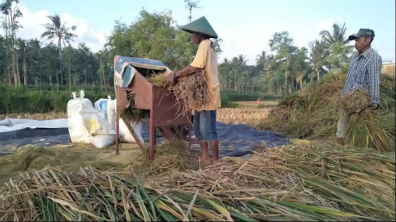 Jokowi Raih Penghargaan Swasembada Beras, tapi Kesejahteraan Petani Padi Dinilai Masih Rendah