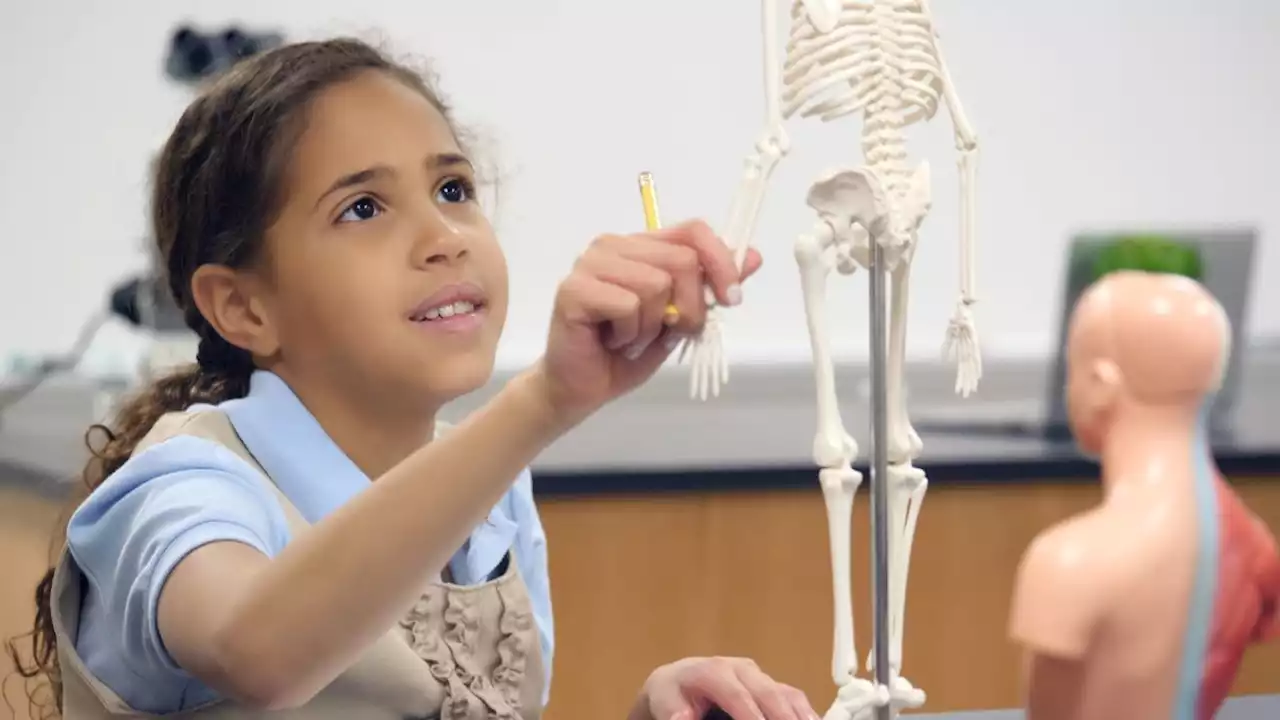 What's the largest bone in the human body? (What about the smallest?)