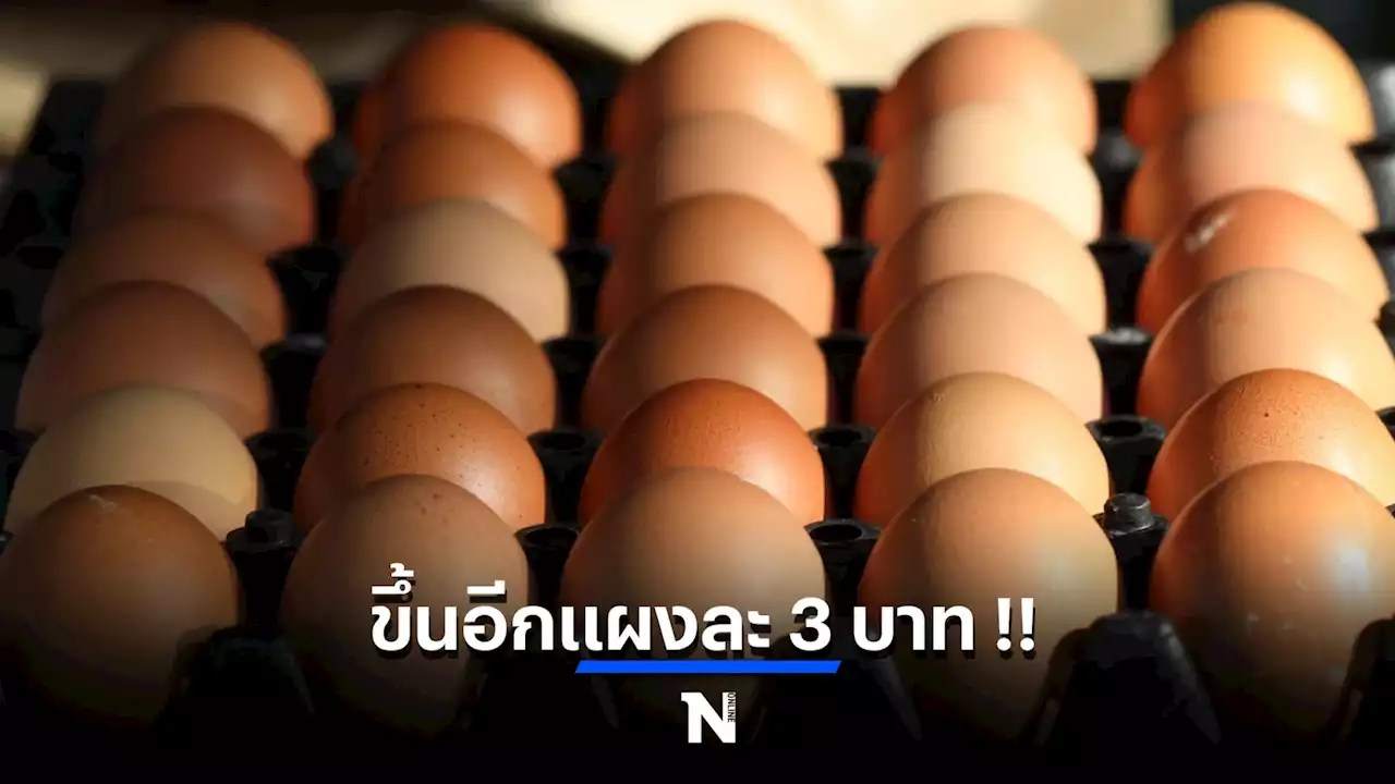 เตรียมใจ 'ไข่ไก่' จ่อขึ้นอีกแผงละ3บาท ปรับราคาใหม่ 17 ส.ค.นี้