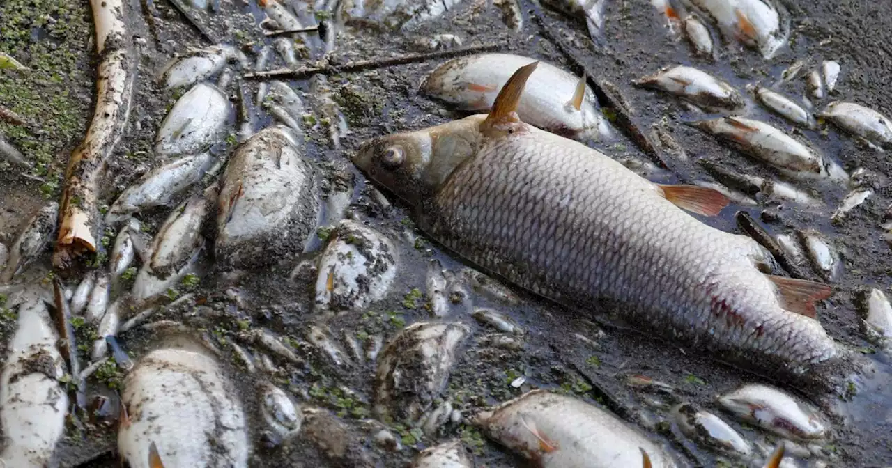 Mystery surrounds mass die-off of fish in the river Oder