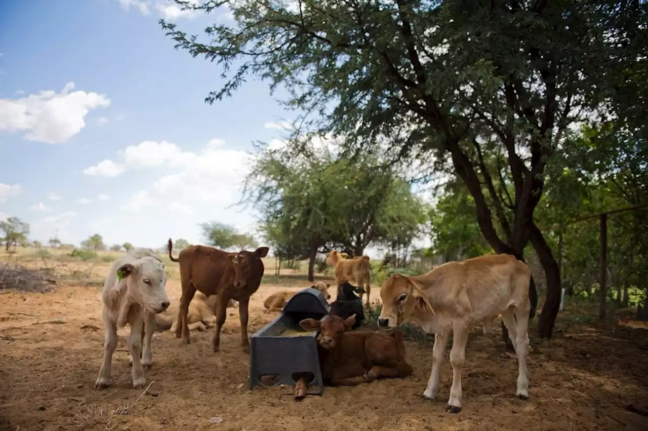 JUST IN | SA bans transport of cattle to curb foot-and-mouth disease outbreak | Fin24