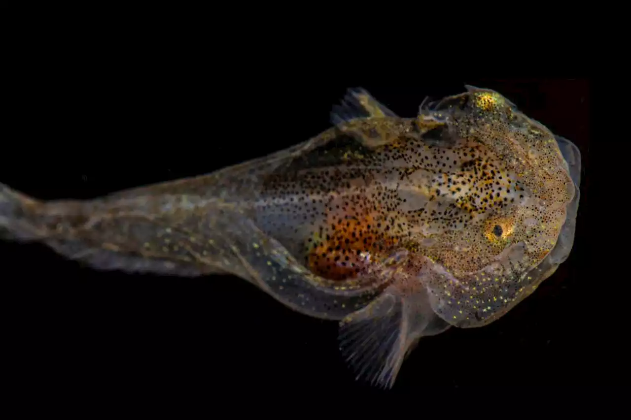 Glowing Arctic snailfish is packed with antifreeze proteins