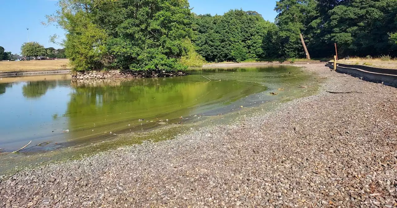 Dead fish removed from pond amid low water levels