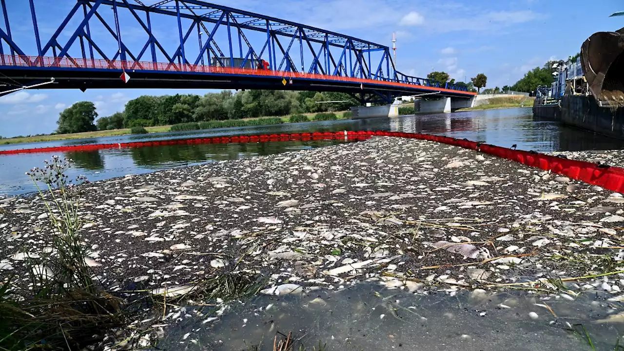 Fischsterben gibt weiter Rätsel auf