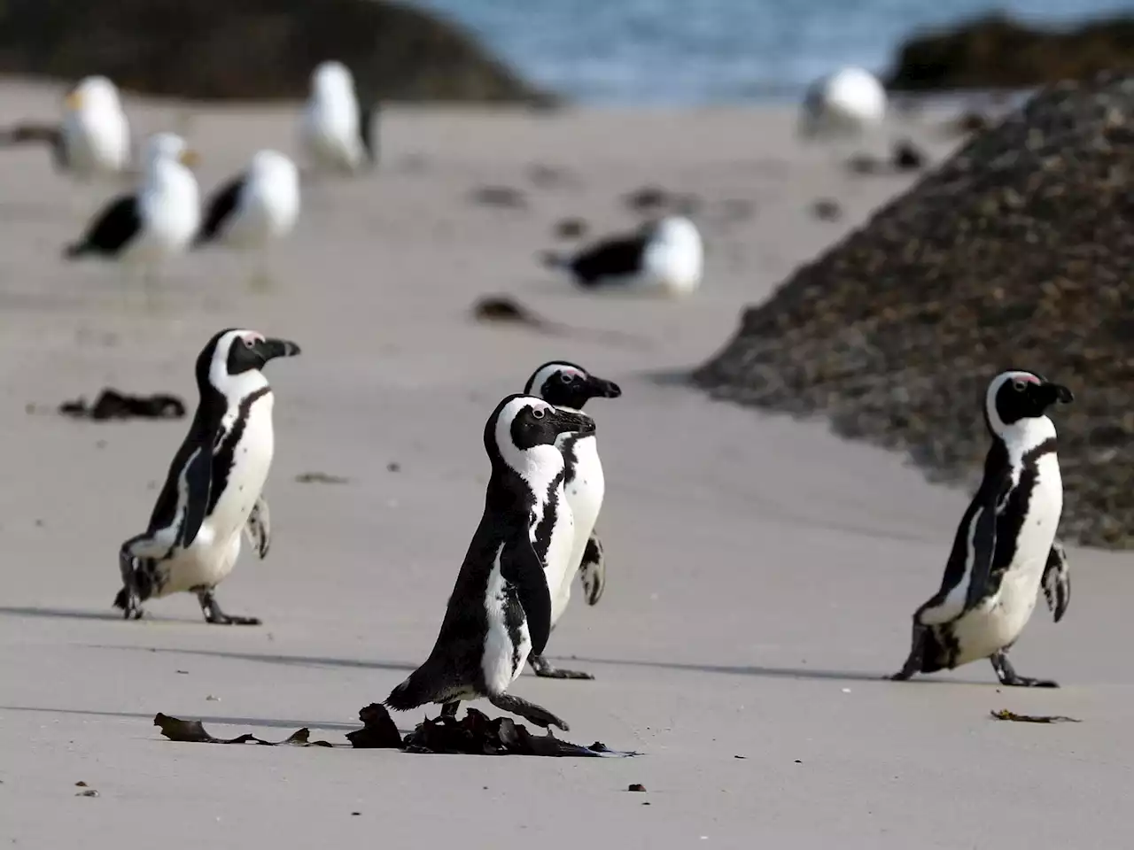 African penguins endangered by shipping noise in Algoa Bay