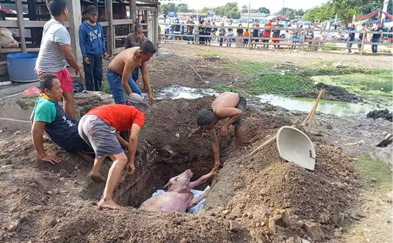 Kebo Bule Milik Keraton Solo Mati Lagi, Pemkot Menunggu Hasil Uji Lab