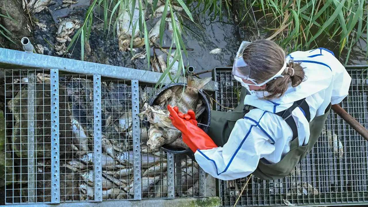 Hundert Tonnen tote Fische geborgen – verseuchte Wassermassen strömen in Richtung Stettin