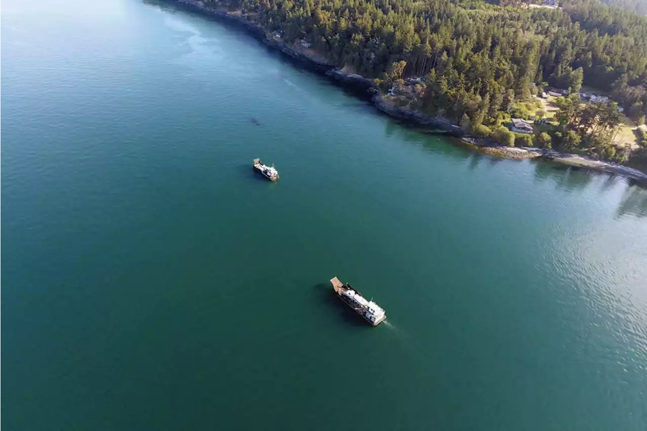 Orcas, so far, have stayed away from oil spill site near San Juan Islands