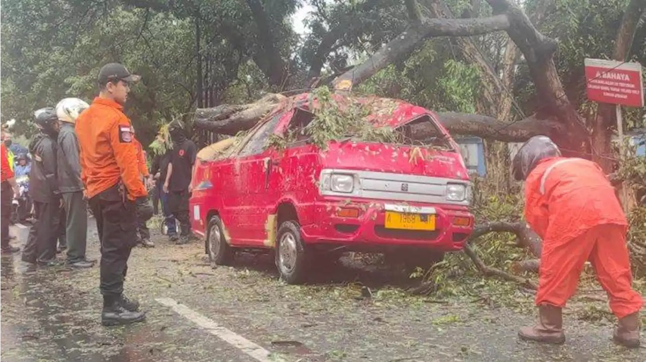 BREAKING NEWS Cuaca Ekstrem Landa Cilegon, Pohon Tumbang Timpa Angkot yang Sedang Melaju - Tribunbanten.com