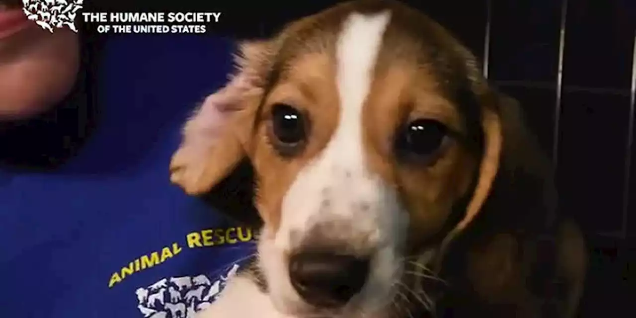 Humane Society more than halfway finished transferring 4,000 rescued beagles