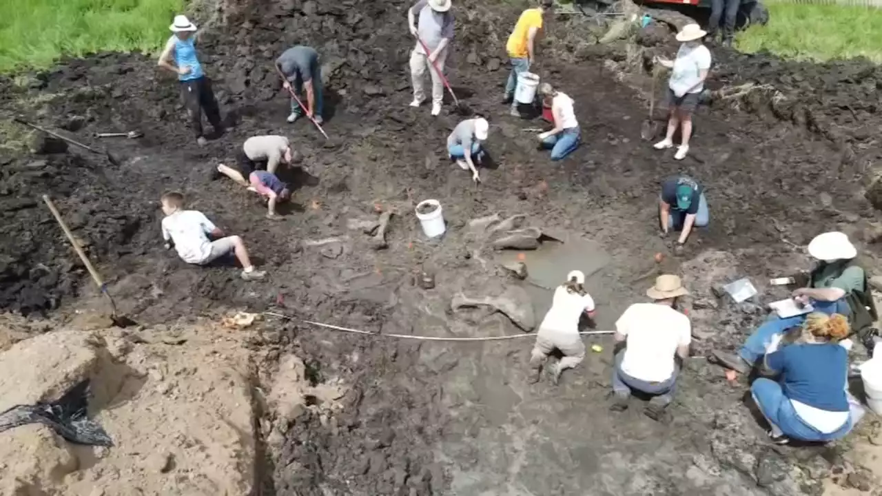 Mastodon skeleton found during drain project in Michigan: 'That thing is huge'