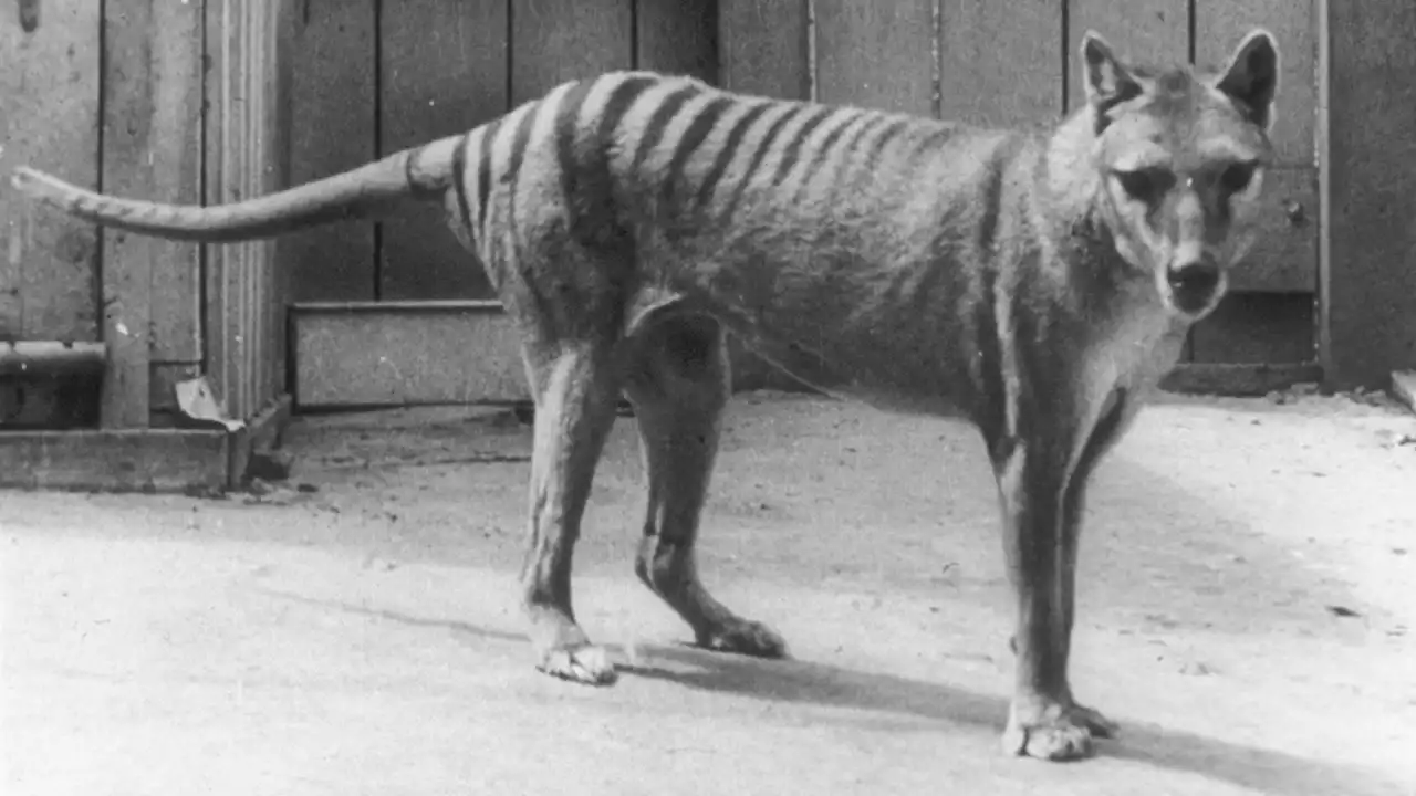 Scientists plan resurrection of Tasmanian tiger, animal that's been extinct since 1936