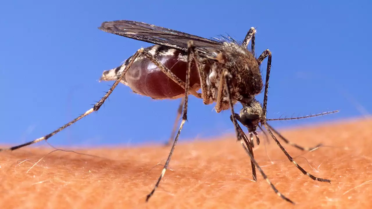 West Nile virus found in 2 people, record number of mosquitoes in New York City