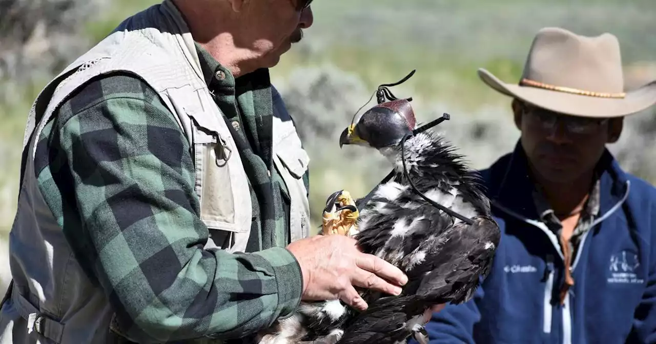 Wind energy boom and golden eagles collide in the US West