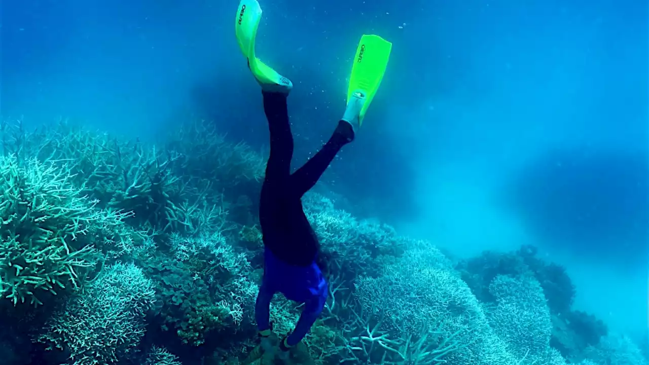 Posts mislead on impact of climate change on Australia's Great Barrier Reef