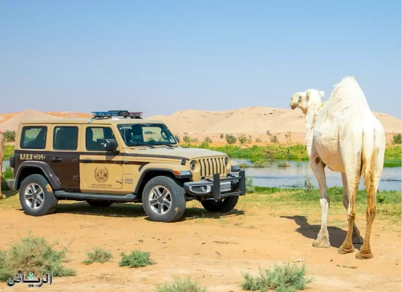 جريدة الرياض | ضبط (14) مخالفًا لنظام البيئة لارتكابهم مخالفات رعي