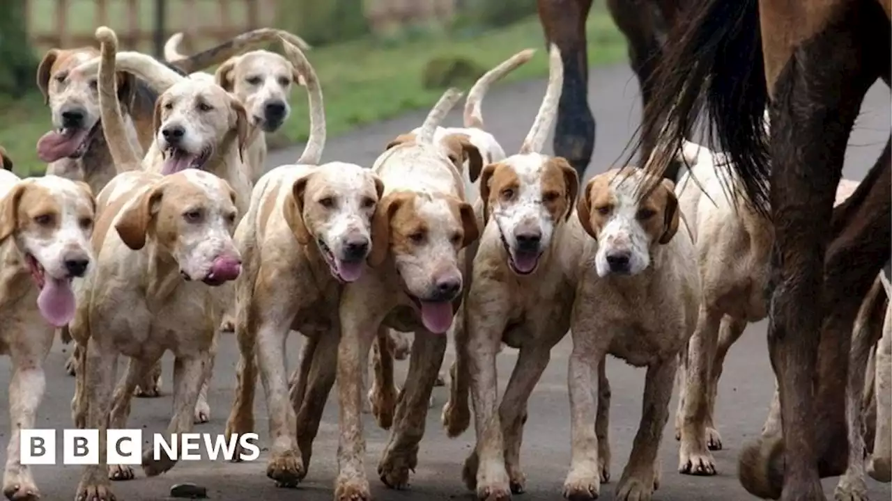 Hillsborough: Huntsman Jack Harris fined after attacks by foxhounds