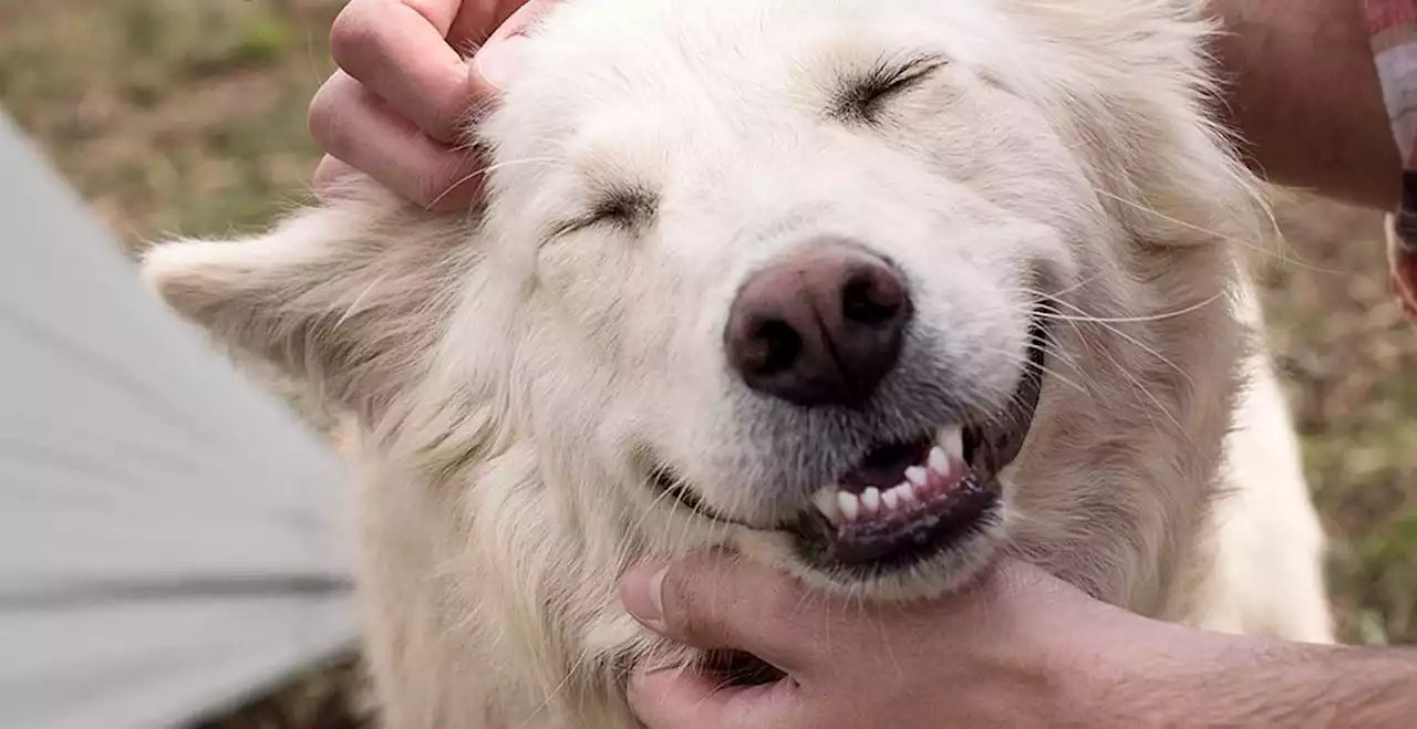 New anti-aging project might help dogs live longer